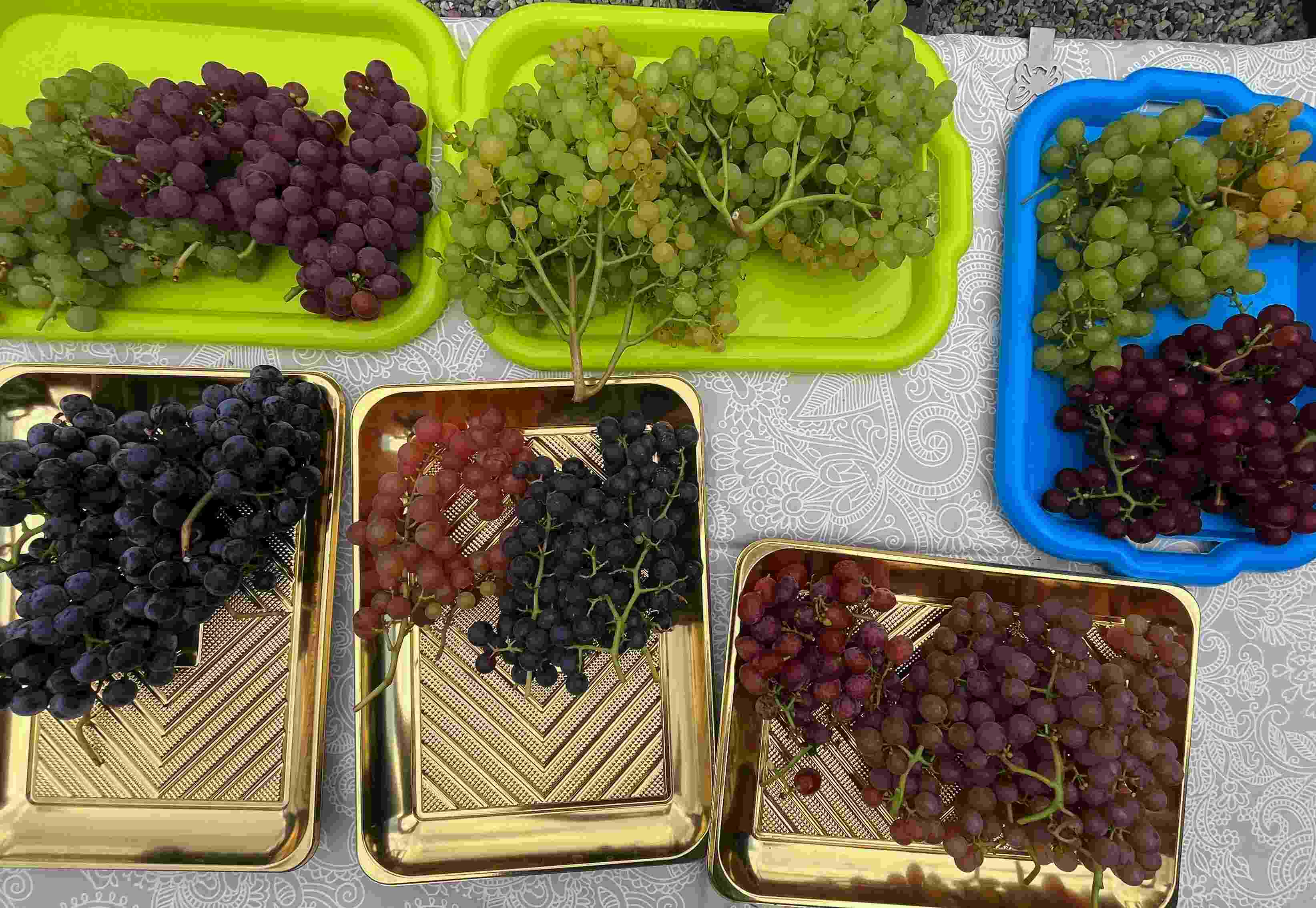 Skirtingų veislių vynuogių derlius